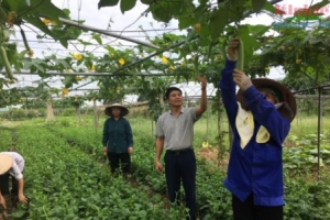 Hà Nội: Vùng rau Yên Nghĩa hướng tới sản phẩm 4 sao OCOP trong năm 2020