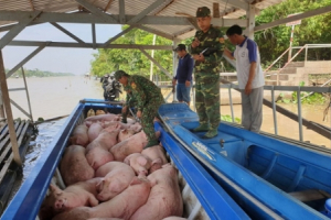 Tăng cường kiểm soát, ngăn chặn hoạt động vận chuyển trái phép lợn qua biên giới
