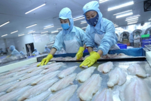 Thuế tôm hùm xuất khẩu vào EU còn 0% ngay khi EVFTA có hiệu lực