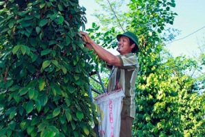 Lâm Đồng: Người dân đạt thu nhập cao nhờ trồng tiêu hữu cơ bền vững
