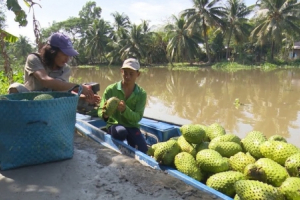 Xây dựng, phát triển thương hiệu mãng cầu xiêm trên đất Hậu Giang