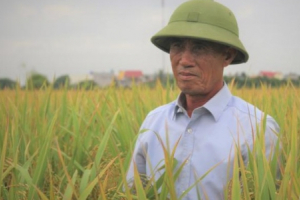 Giống lúa Nếp Hương trĩu hạt trên cánh đồng Hải Dương