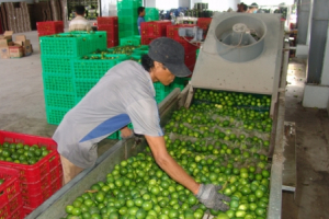 Long An: Làm nông nghiệp 4.0 đầu ra vẫn gập ghềnh