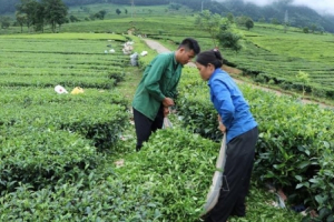 Động lực thoát nghèo của người dân miền núi Tân Uyên