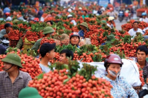 Xuất khẩu rau quả Việt: Hết cảnh “ngóng” thị trường Trung Quốc