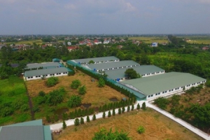 Thái Bình:Cơ quan chức năng vào cuộc trại lợn gây ô nhiễm môi trường