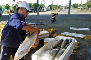 Gỡ thẻ vàng, các tỉnh ĐBSCL đã quyết liệt nhưng còn khó khăn