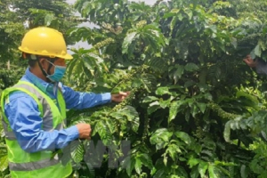 Tác động của các hiệp định thương mại tự do mới đối với ngành càphê
