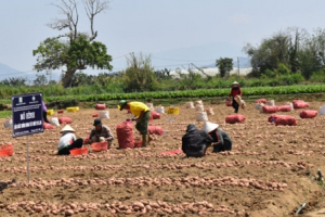 Khoai tây trồng quanh năm - nhu cầu cần thiết
