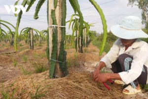 ĐBSCL sớm chủ động phòng chống hạn mặn bảo vệ vườn cây ăn quả