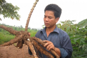 Cây sắn xóa nghèo cho miền núi Quảng Trị