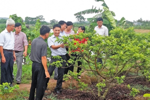 Chuyển giao tiến bộ kỹ thuật cải tạo vườn tạp: Hội Làm vườn tạo phong trào lớn