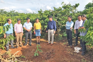 Khuyến nông góp phần quan trọng nâng cao hiệu quả kinh tế vườn