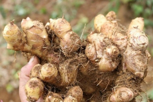 Nghệ An: Cay nồng vị gừng Kỳ Sơn