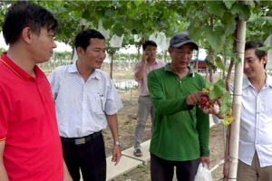 Cây nho bén rễ trên đất phù sa Đồng Tháp