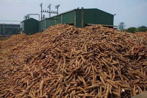 Xuất khẩu sắn tăng rất mạnh trong năm nay