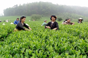 Dự báo xuất khẩu chè năm 2021 vẫn chưa có nhiều tín hiệu khả quan