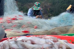 Hà Tĩnh: Ngư dân thu tiền triệu mỗi chuyến ra khơi nhờ được mùa cá cháo
