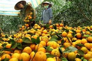 Hòa Bình: Cam Cao Phong vững giá trước biến động thị trường