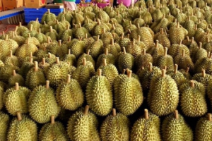 Xúc tiến đàm phán xuất khẩu sầu riêng chính ngạch sang Trung Quốc