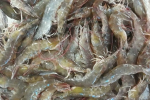 Đánh giá tác động việc Indonesia tăng sản lượng tôm thẻ chân trắng