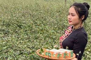 Người nâng tầm cây dược liệu ở vùng đệm Pù Mát