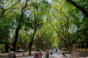 Nhiều địa phương phát động 'Tết trồng cây' và Chương trình trồng mới 1 tỉ cây xanh