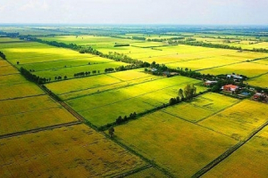 Chuyển mục đích sử dụng hơn 50 ha đất trồng lúa ở Long An