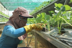 Phú Yên: Bảo đảm an toàn thực phẩm trong lĩnh vực nông nghiệp