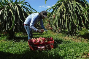 Bình Thuận: Phê duyệt chương trình sản xuất thanh long theo tiêu chuẩn VietGAP năm 2021