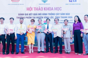 Triso Group đầu tư phát triển “dược liệu vàng” sâm báo