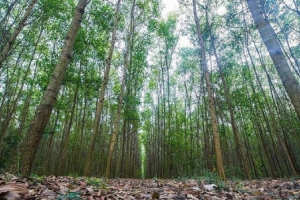 Xây dựng lâm nghiệp thành ngành kinh tế - kỹ thuật hiện đại