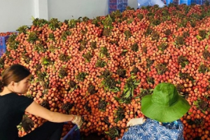 Việt Nam trực tiếp giám sát khử trùng vải thiều xuất khẩu sang Nhật