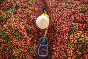 Bộ Công Thương: Hỗ trợ nông dân tiêu thụ nông sản là ưu tiên số 1