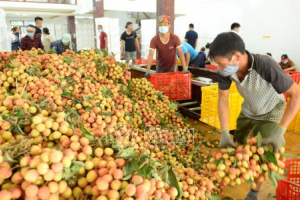 Phó Thủ tướng chỉ đạo hỗ trợ tiêu thụ nông sản tỉnh Bắc Giang