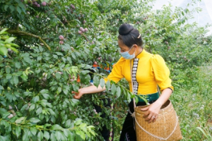 Sơn La ra mắt thương hiệu Mận hậu Ruby Sơn La 
