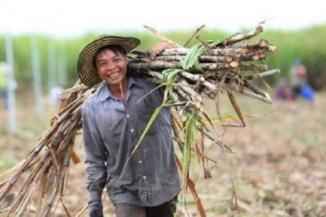 Chính thức áp thuế chống bán phá giá và chống trợ cấp đối với đường mía Thái Lan