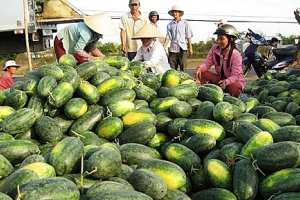 Bộ Công Thương đề nghị dành luồng xanh - luồng ưu tiên cho nông sản khi chính vụ