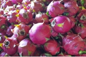 Khoai lang tím tồn đọng hàng nghìn tấn, thanh long mất giá, nông dân thua lỗ nặng