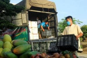 Tránh "đứt gãy" vận chuyển hàng hóa mùa dịch