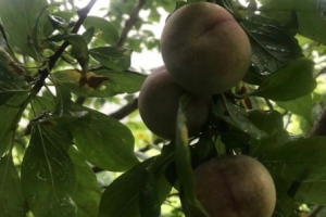 'Cherry Bảo Lạc' cung không đủ cầu