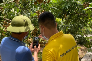 Nhãn lồng Hưng Yên 'lên sàn'