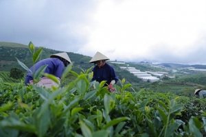 Xuất khẩu chè của Việt Nam trong tháng 7 đạt 10.000 tấn