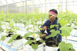 Chuyển đổi số trong nông nghiệp: Tạo xung lực phát triển