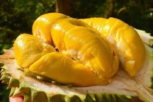 Sầu riêng Ri6 "cháy hàng" tại Australia