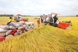 Khẩn trương tháo gỡ khó khăn trong tiêu thụ, xuất khẩu gạo