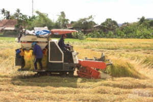 Rà soát, điều chuyển máy gặt đập, đảm bảo thu hoạch lúa