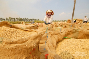 Giá lúa Đồng bằng sông Cửu Long tăng trở lại