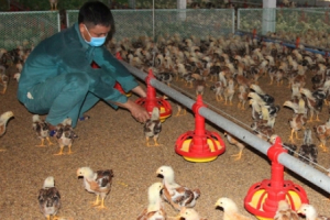 Hà Nội đề nghị xây dựng chợ đầu mối chăn nuôi