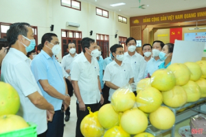 Hà Tĩnh tổ chức hội nghị xúc tiến tiêu thụ bưởi Phúc Trạch, kết nối trực tuyến hơn 300 điểm cầu